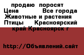 продаю  поросят  › Цена ­ 1 000 - Все города Животные и растения » Птицы   . Красноярский край,Красноярск г.